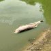 Cuatro toninas han muerto de forma repentina en Caño Jesús de la vereda Arrecifes