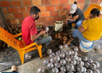 Borojó arauquiteño será comercializado en los Santanderes