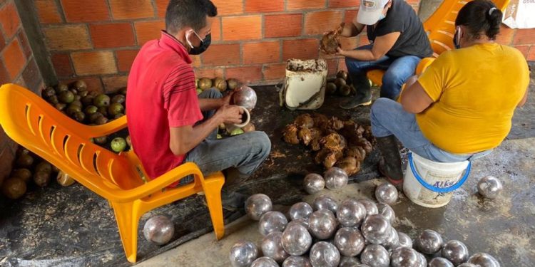 Borojó arauquiteño será comercializado en los Santanderes