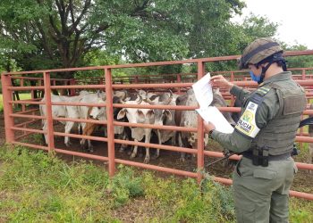 Fueron aprehendidos 25 bovinos de procedencia venezolana