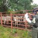 Fueron aprehendidos 25 bovinos de procedencia venezolana