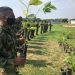 Más de 25 mil árboles han sido sembrados por el Ejército en el departamento de Arauca