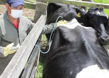 Arauca, ha vacunado contra fiebre aftosa el 95,6 % de su hato bovino
