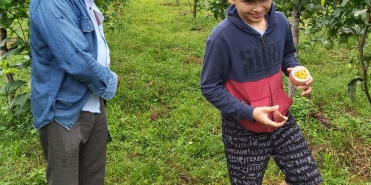 La maracuyá araucana gana terreno en el mercado nacional