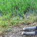 Hombre fue asesinado y dejado a orillas de una carretera en Arauquita