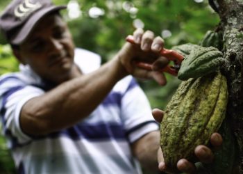 En el día mundial del cacao, así crece la cacaocultura en el departamento de Arauca