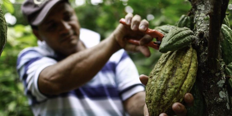 En el día mundial del cacao, así crece la cacaocultura en el departamento de Arauca