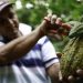 En el día mundial del cacao, así crece la cacaocultura en el departamento de Arauca
