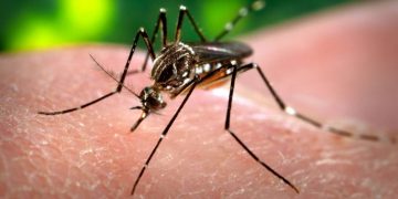UAESA reporta la reducción en casos de dengue en el departamento de Arauca
