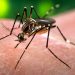 UAESA reporta la reducción en casos de dengue en el departamento de Arauca