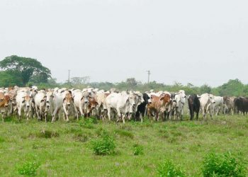 Hurtaron mas de 50 reses en vereda del municipio de Arauca