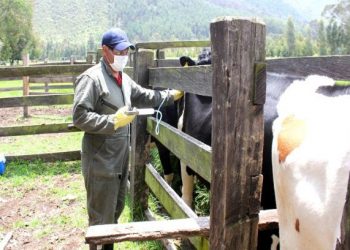 El ICA extendió hasta el 24 de julio el I Ciclo de Vacunación contra la Fiebre Aftosa en el Departamento de Arauca