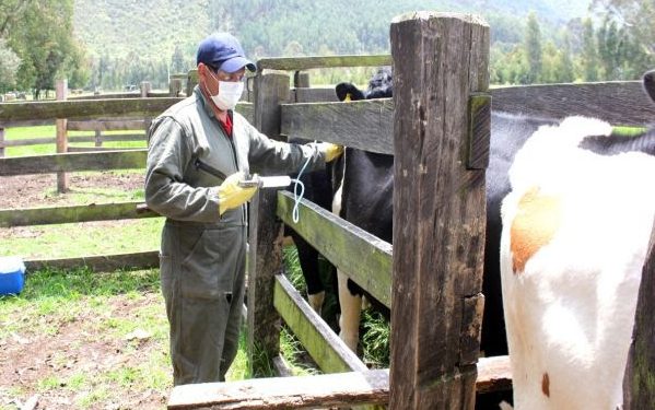 El ICA extendió hasta el 24 de julio el I Ciclo de Vacunación contra la Fiebre Aftosa en el Departamento de Arauca