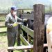 El ICA extendió hasta el 24 de julio el I Ciclo de Vacunación contra la Fiebre Aftosa en el Departamento de Arauca