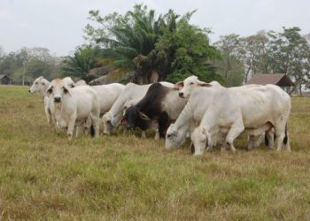 ICA fijó requisitos para movilización de animales desde las zonas de protección hacia zona libre con vacunación