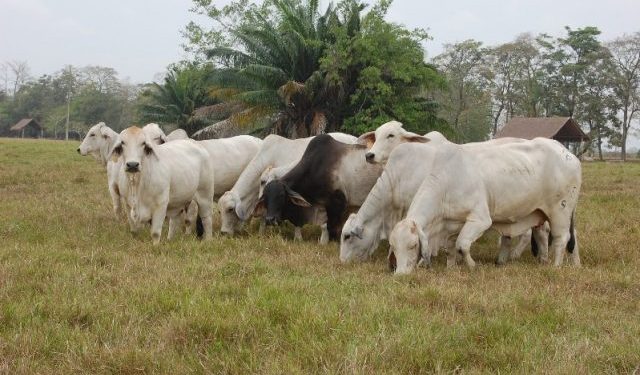 ICA fijó requisitos para movilización de animales desde las zonas de protección hacia zona libre con vacunación