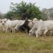 ICA fijó requisitos para movilización de animales desde las zonas de protección hacia zona libre con vacunación