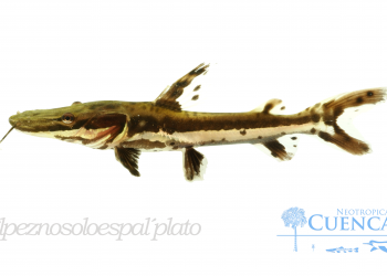¿Conoces de la diversidad de peces bagre en el río Arauca?