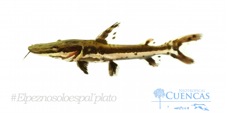 ¿Conoces de la diversidad de peces bagre en el río Arauca?