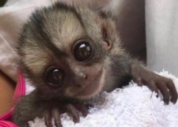 Desde el bioparque Los Ocarros piden ayudas para salvar 660 animalitos