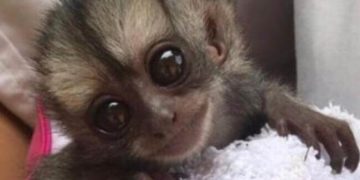 Desde el bioparque Los Ocarros piden ayudas para salvar 660 animalitos