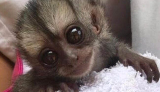 Desde el bioparque Los Ocarros piden ayudas para salvar 660 animalitos