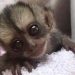 Desde el bioparque Los Ocarros piden ayudas para salvar 660 animalitos