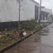 Denuncian tala de árboles en el barrio Unión de Arauca