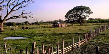 Masacre en Arauca: Asesinan a 5 personas en zona rural