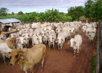 Avanza proceso para declarar a Arauca libre de aftosa con vacunación