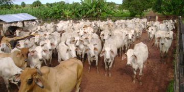 Avanza proceso para declarar a Arauca libre de aftosa con vacunación