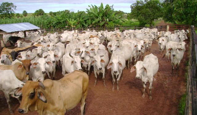 Avanza proceso para declarar a Arauca libre de aftosa con vacunación
