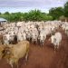 Avanza proceso para declarar a Arauca libre de aftosa con vacunación