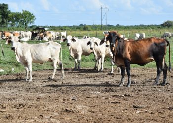 Recuperan mas de 900 cabezas de ganado que habían sido hurtadas a tres familias ganaderas de Puerto Rondón