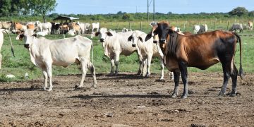 Recuperan mas de 900 cabezas de ganado que habían sido hurtadas a tres familias ganaderas de Puerto Rondón