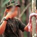 En época del covid-19 la guerrilla continúa reclutando niños en el Arauca