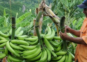 Gremio de los plataneros piden la culminación de la planta procesadora de Tame