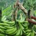 Gremio de los plataneros piden la culminación de la planta procesadora de Tame