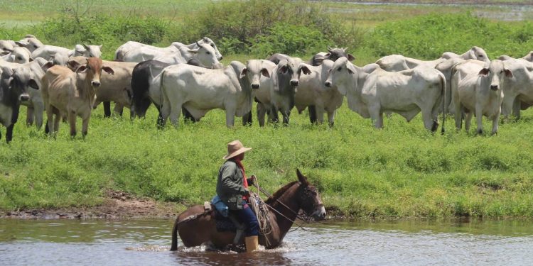 Ganaderos de Arauca a la expectativa tras anuncios del Ministro de Agricultura