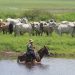 Ganaderos de Arauca a la expectativa tras anuncios del Ministro de Agricultura