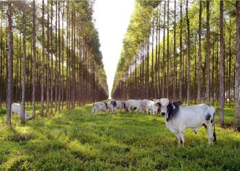 Los sistemas silvopastoriles y su contribución al mejoramiento ambiental del departamento de Arauca