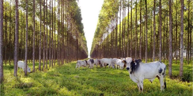 Los sistemas silvopastoriles y su contribución al mejoramiento ambiental del departamento de Arauca