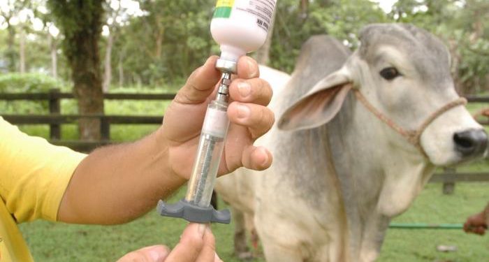 El próximo 9 de noviembre iniciará el segundo ciclo de vacunación contra la fiebre aftosa y la brucelosis bovina