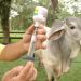 El próximo 9 de noviembre iniciará el segundo ciclo de vacunación contra la fiebre aftosa y la brucelosis bovina