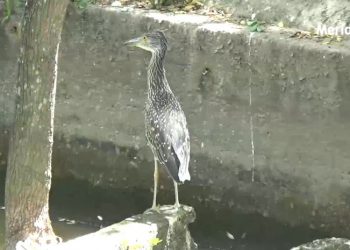 Muerte repentina de aves preocupa a comunidad del barrio Córdoba de Arauca