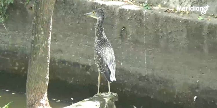 Muerte repentina de aves preocupa a comunidad del barrio Córdoba de Arauca