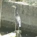 Muerte repentina de aves preocupa a comunidad del barrio Córdoba de Arauca