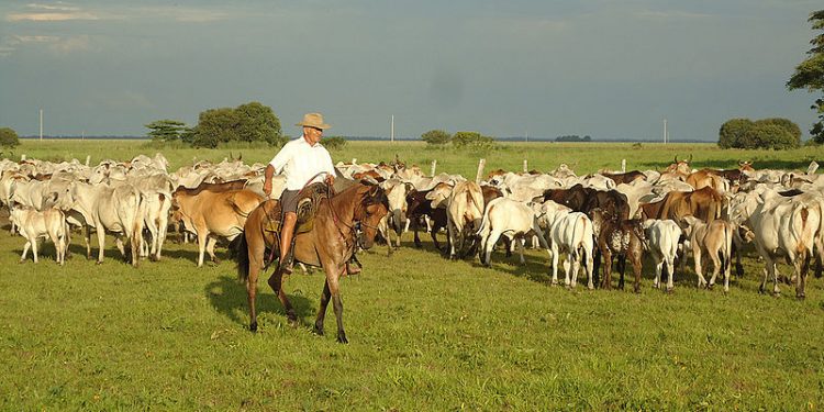 Ganaderos de Arauca azotados por el carneo y el abigeato