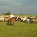 Ganaderos de Arauca azotados por el carneo y el abigeato