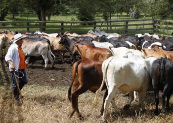 Ganaderos piden garantías en seguridad para el desarrollo de sus actividades productivas